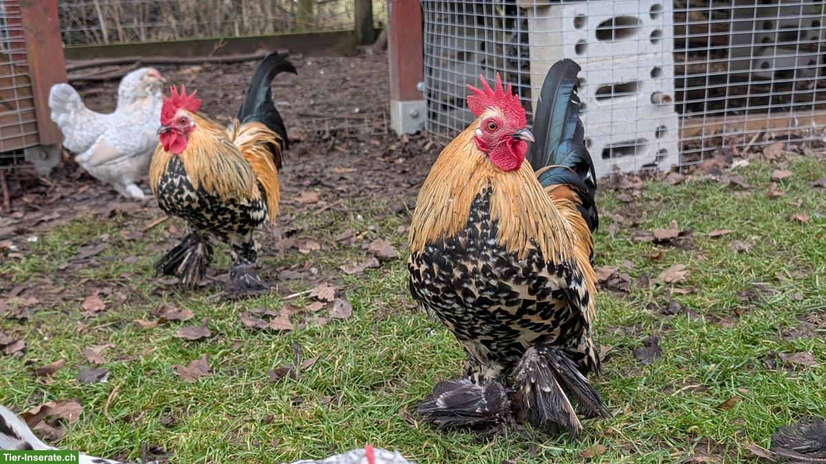 Bild 2: 3 Federfüssige Zwerghähne abzugeben