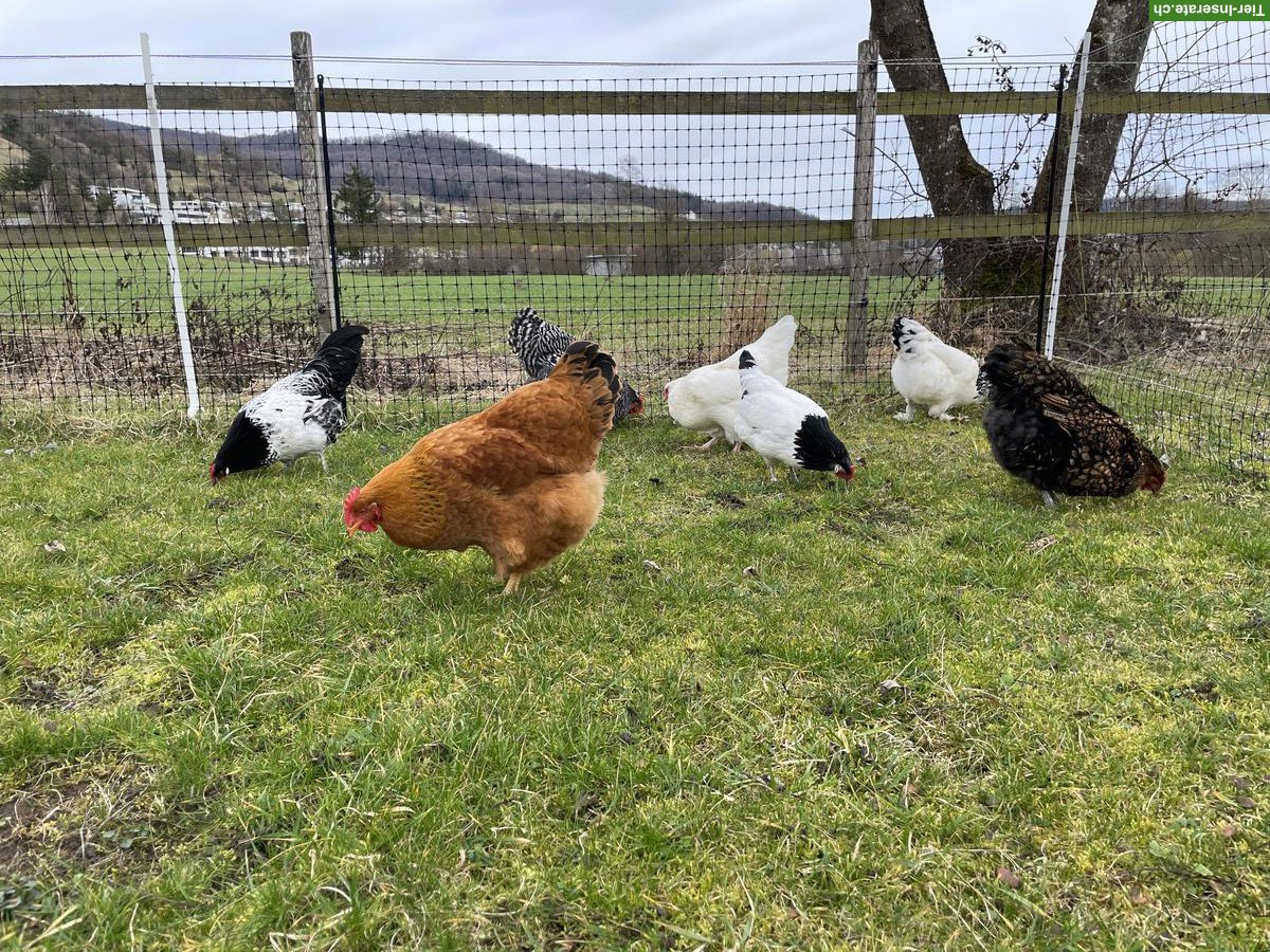 Suche 2-3 Junghennen