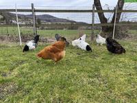 Suche 2-3 Junghennen