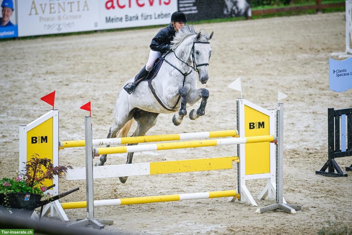 Holsteiner Stute Kivella, Einsteiger-Springpferd