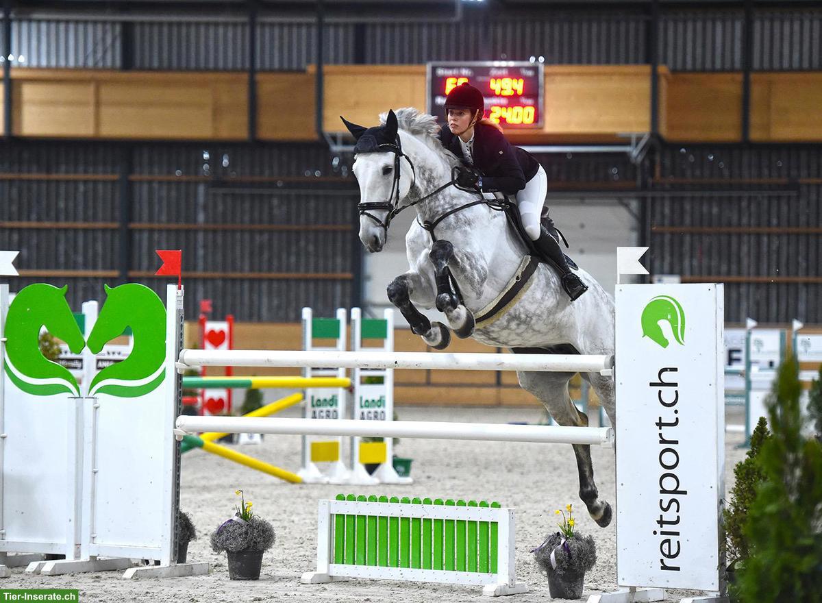 Bild 3: Holsteiner Stute Kivella, Einsteiger-Springpferd