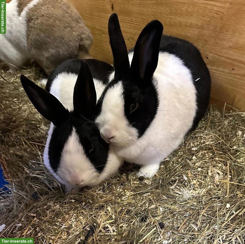 2 Holländische Kaninchen zu verkaufen