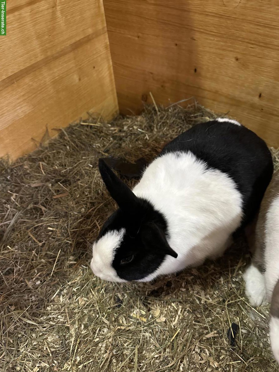 Bild 2: 2 Holländische Kaninchen zu verkaufen