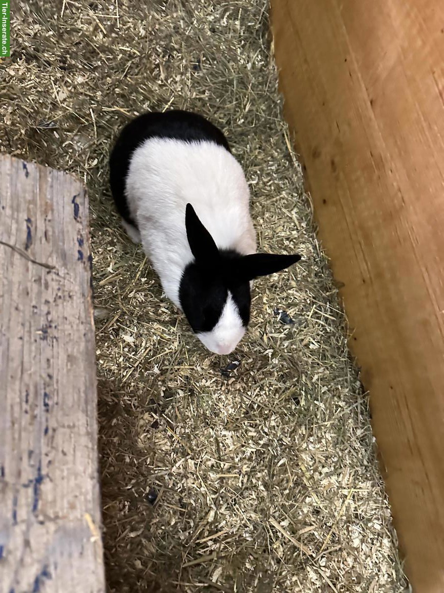 Bild 3: 2 Holländische Kaninchen zu verkaufen