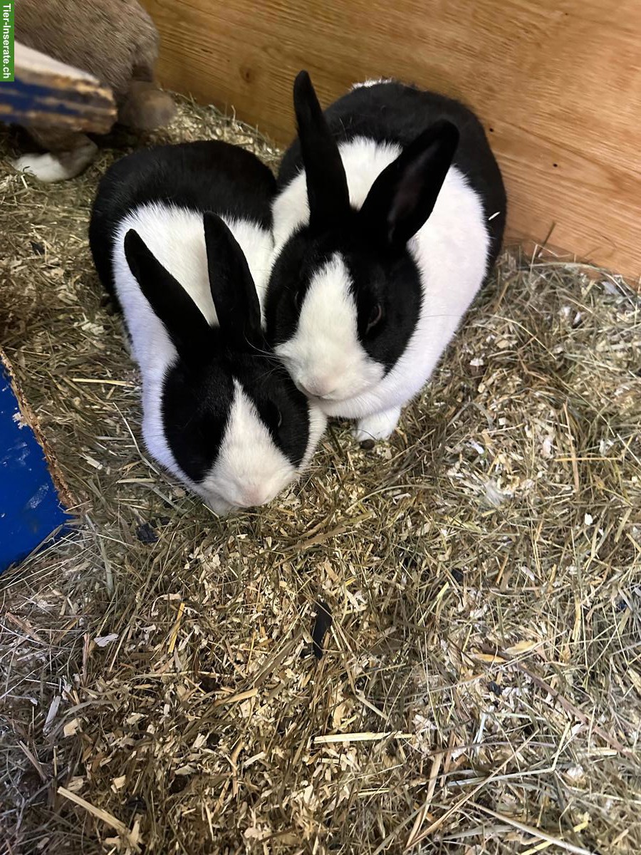 Bild 4: 2 Holländische Kaninchen zu verkaufen