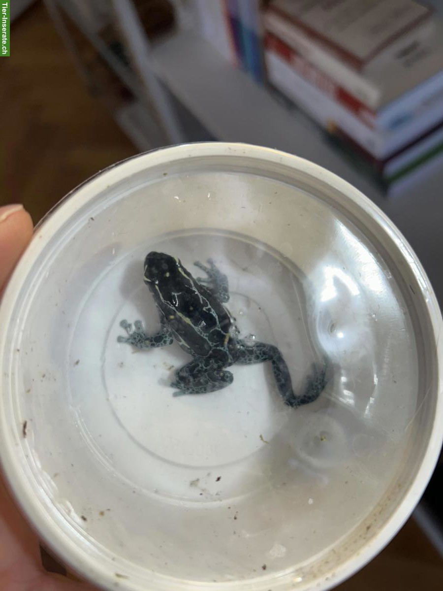 Färberfrösche: D.T. Graubeiner und Oyapock