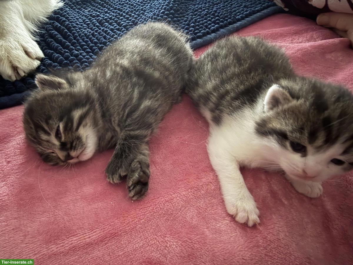 Getigerte Katzenbabys zu verkaufen