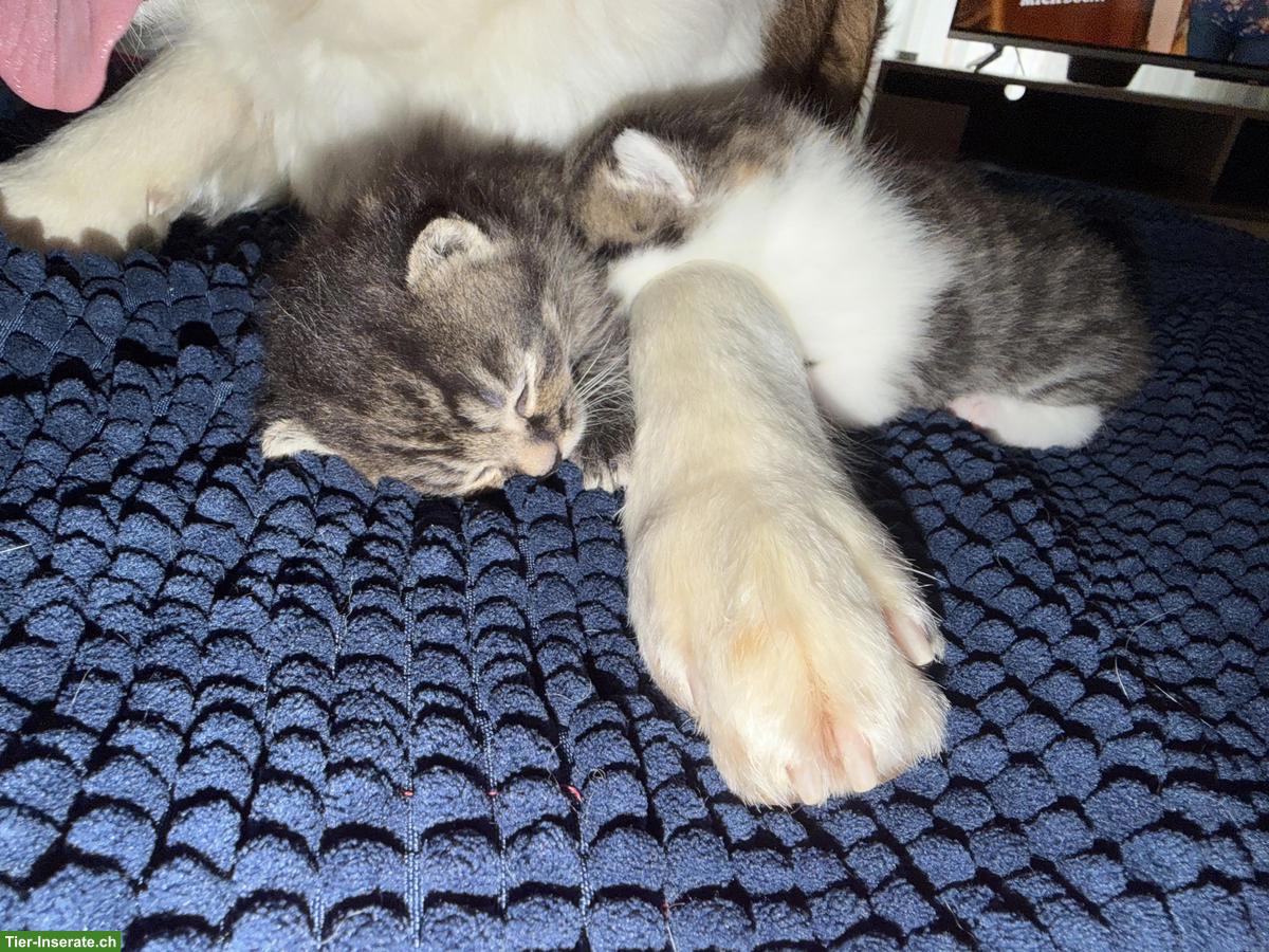 Bild 2: Getigerte Katzenbabys zu verkaufen