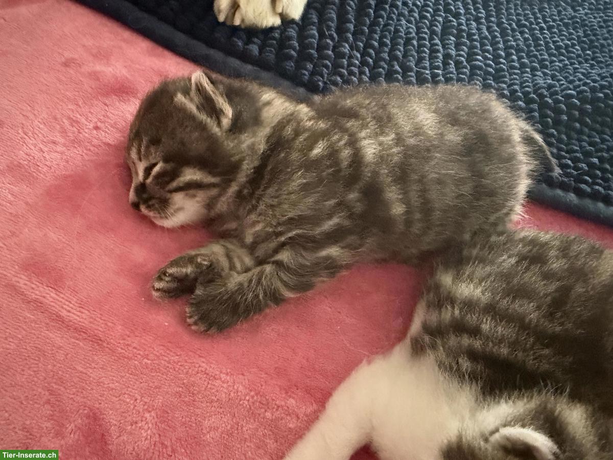 Bild 3: Getigerte Katzenbabys zu verkaufen