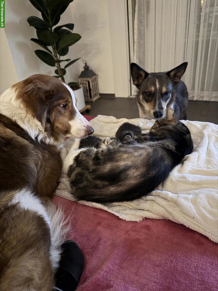 Bild 4: Getigerte Katzenbabys zu verkaufen