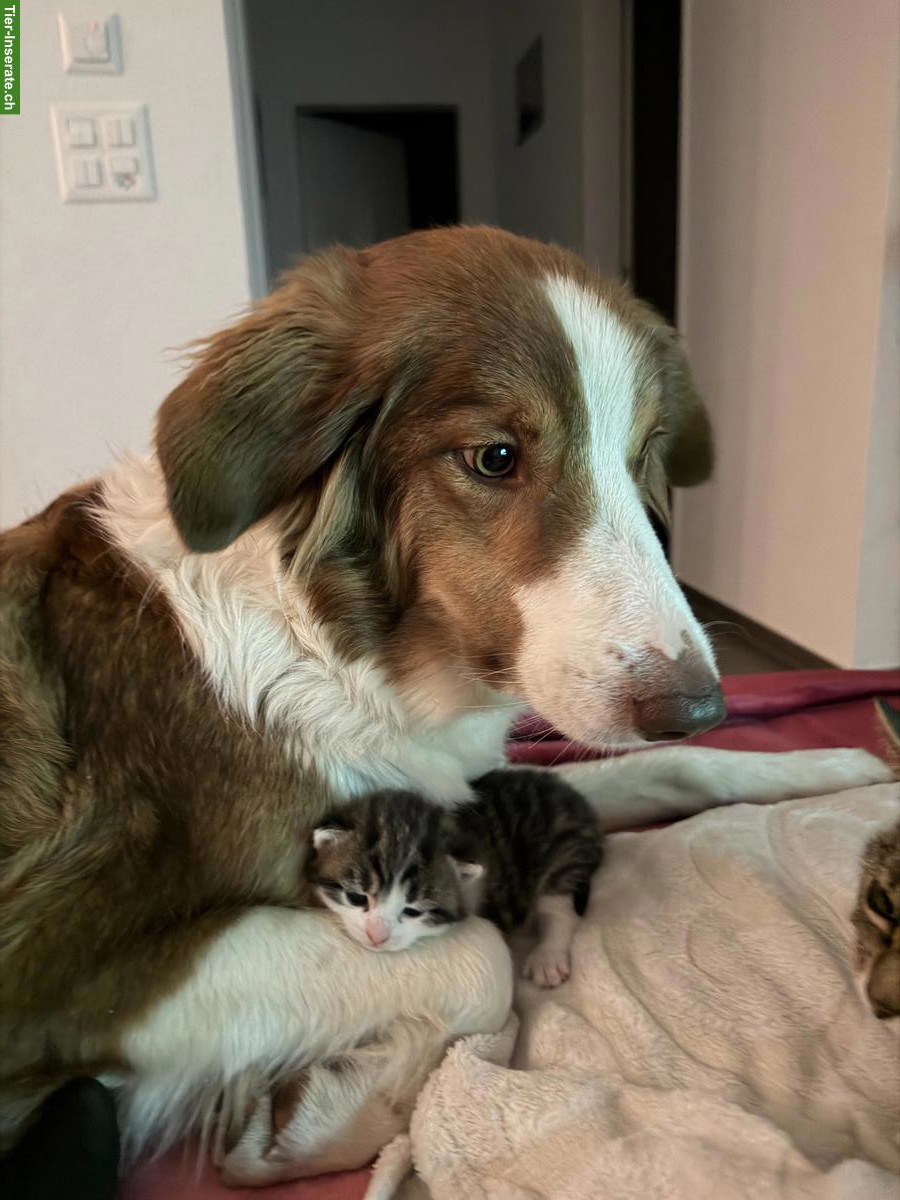 Bild 5: Getigerte Katzenbabys zu verkaufen