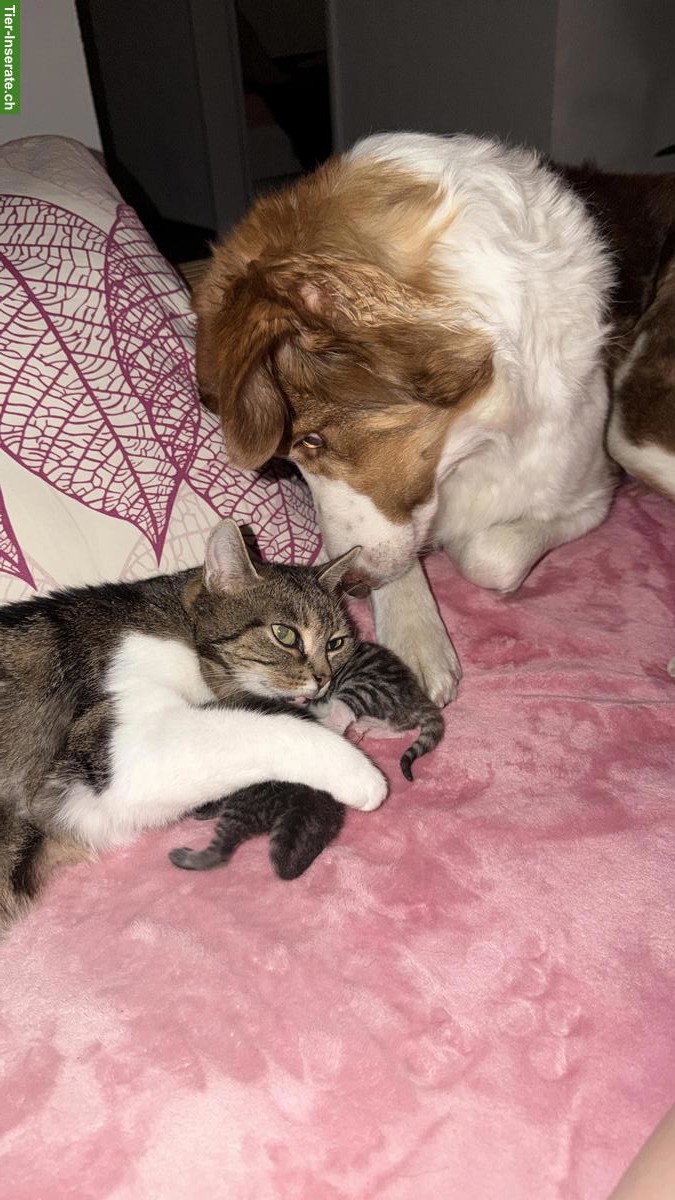 Bild 6: Getigerte Katzenbabys zu verkaufen