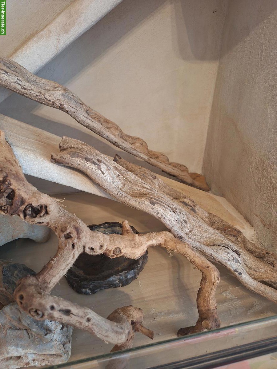 Bild 3: Terrarium von Logoterrarien inkl. Technik