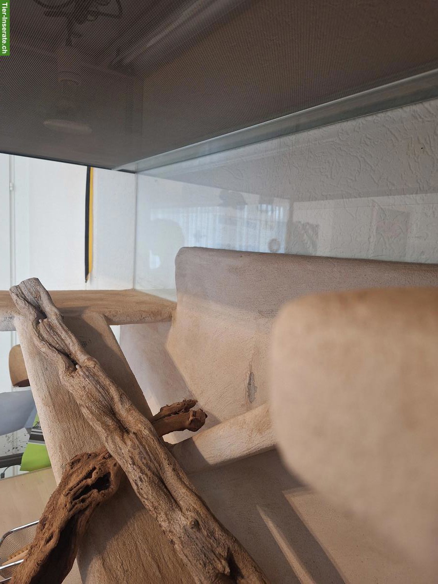 Bild 4: Terrarium von Logoterrarien inkl. Technik