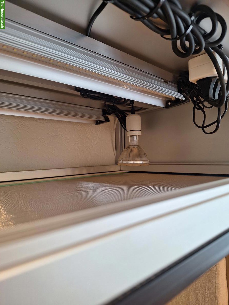 Bild 5: Terrarium von Logoterrarien inkl. Technik