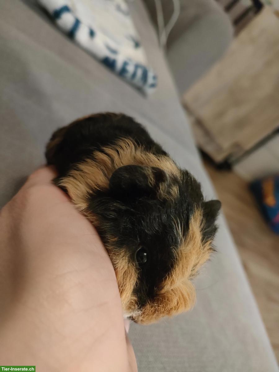 Bild 2: Baby Meerschweinchen Böckli