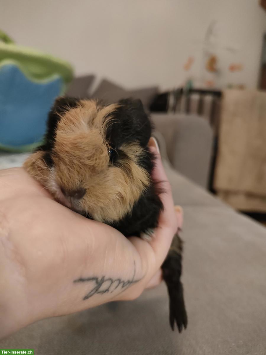 Bild 3: Baby Meerschweinchen Böckli