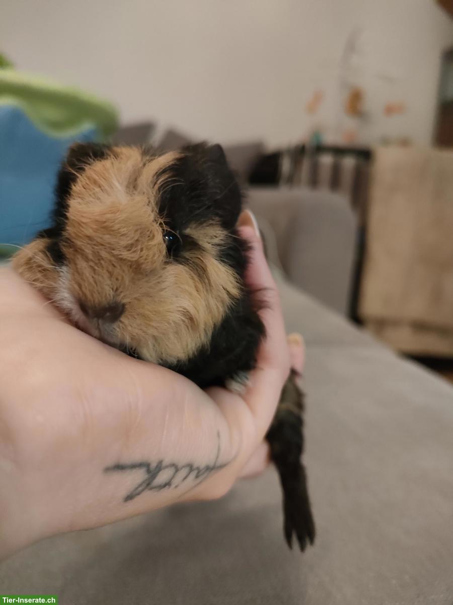 Bild 4: Baby Meerschweinchen Böckli