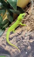 Grosser Madagaskar Taggecko (Phelsuma grandis) NZ 2025