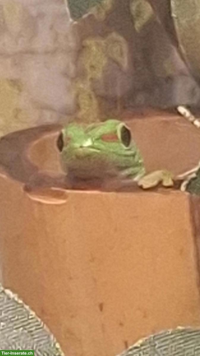 Bild 2: Grosser Madagaskar Taggecko (Phelsuma grandis) NZ 2025