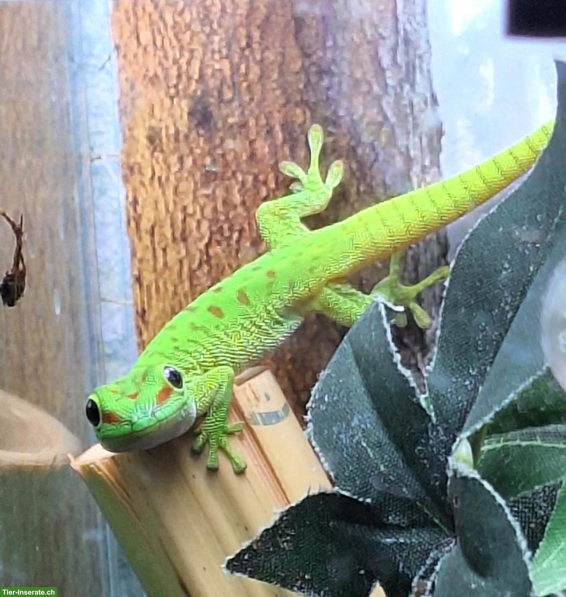 Bild 3: Grosser Madagaskar Taggecko (Phelsuma grandis) NZ 2025
