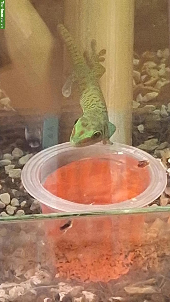 Bild 4: Grosser Madagaskar Taggecko (Phelsuma grandis) NZ 2025
