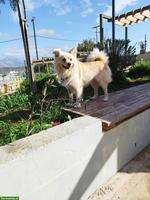 Nanuk, ein 2-jähriger Spitz Mix Rüde sucht sein Zuhause