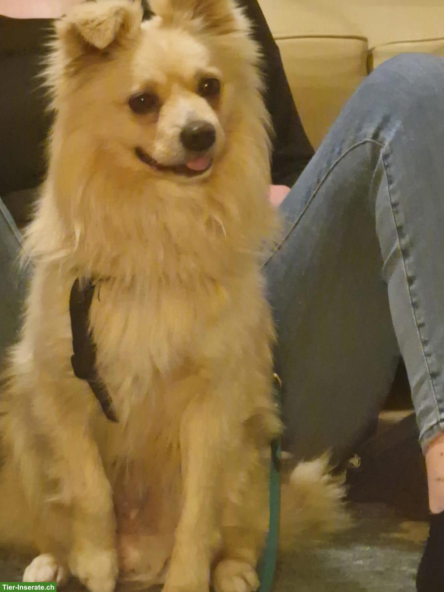 Bild 2: Nanuk, ein 2-jähriger Spitz Mix Rüde sucht sein Zuhause