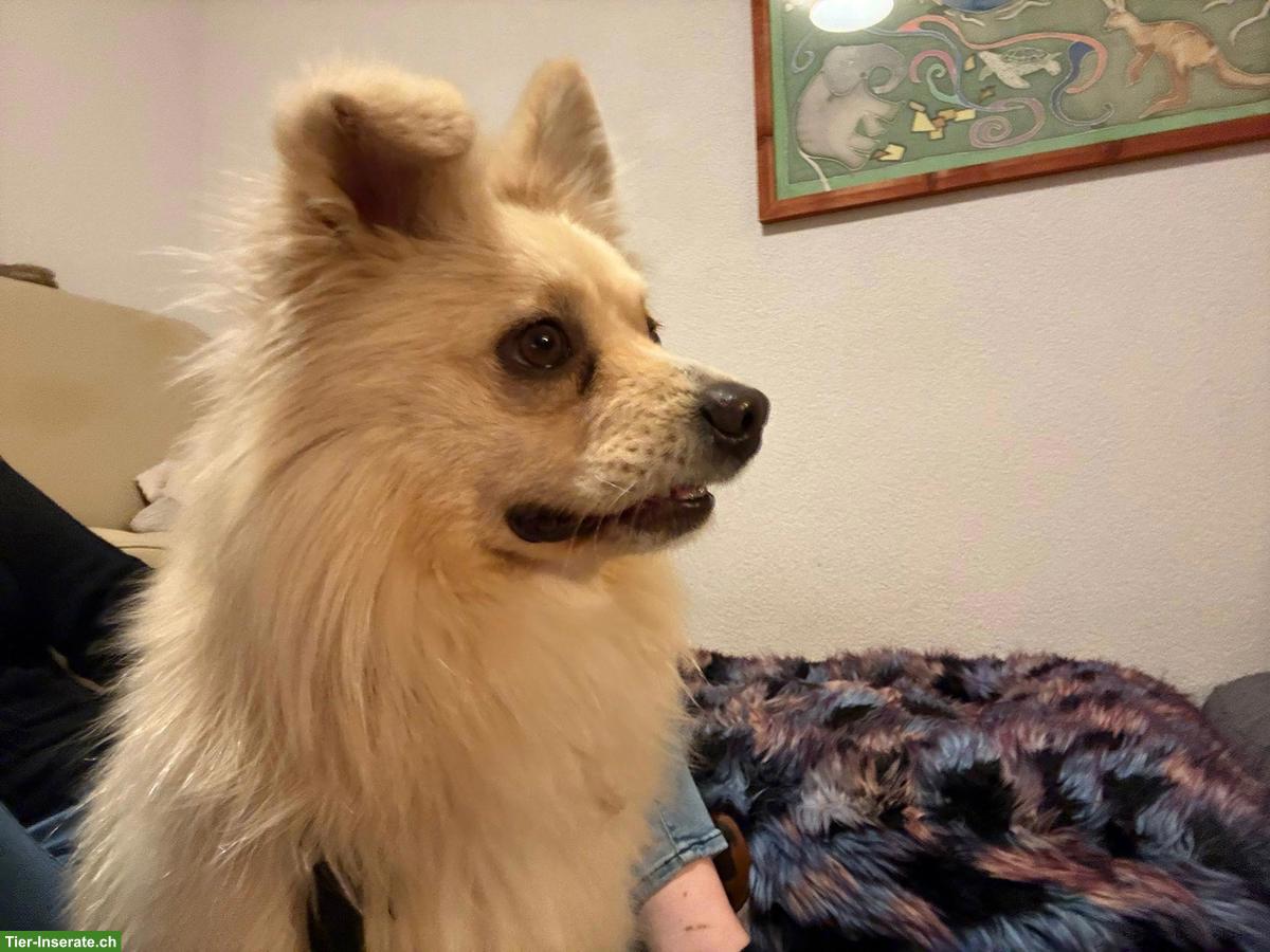 Bild 3: Nanuk, ein 2-jähriger Spitz Mix Rüde sucht sein Zuhause