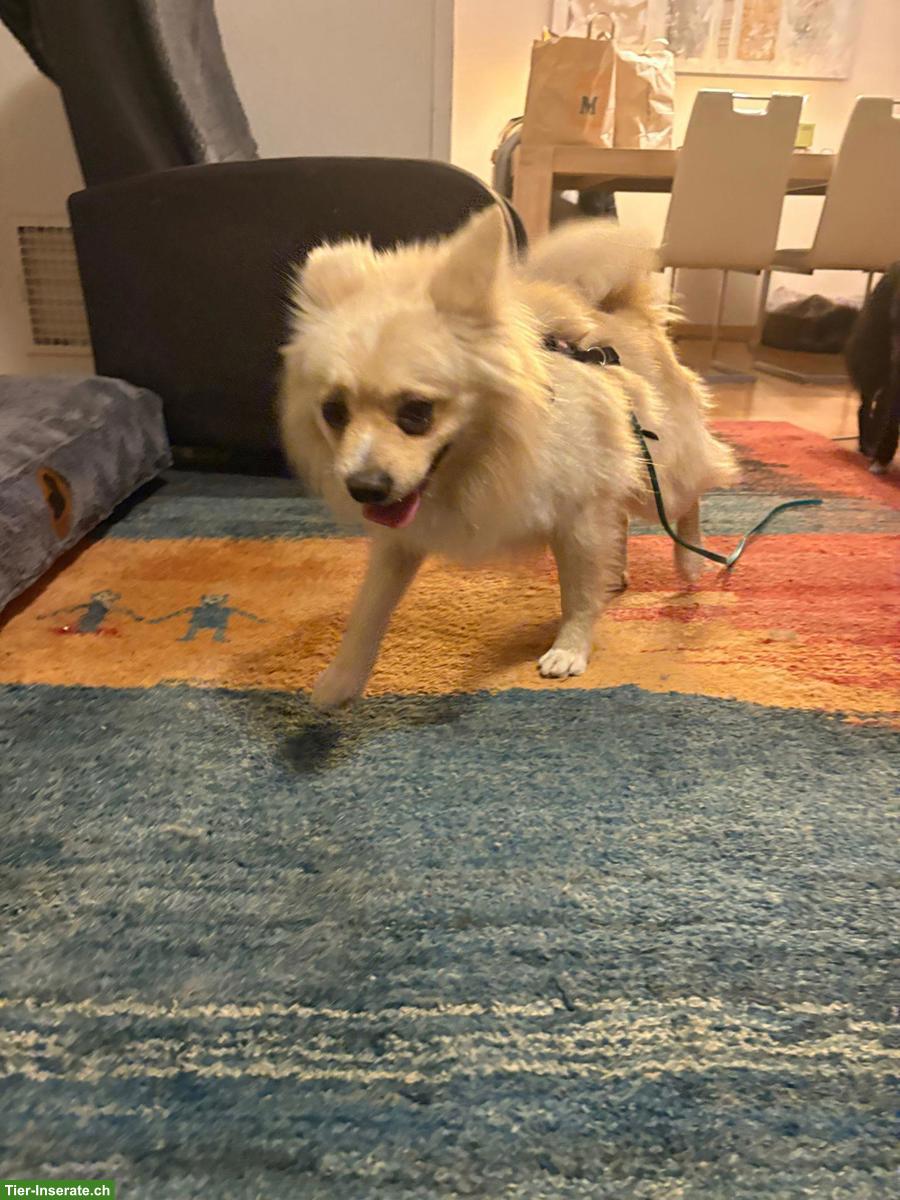 Bild 4: Nanuk, ein 2-jähriger Spitz Mix Rüde sucht sein Zuhause