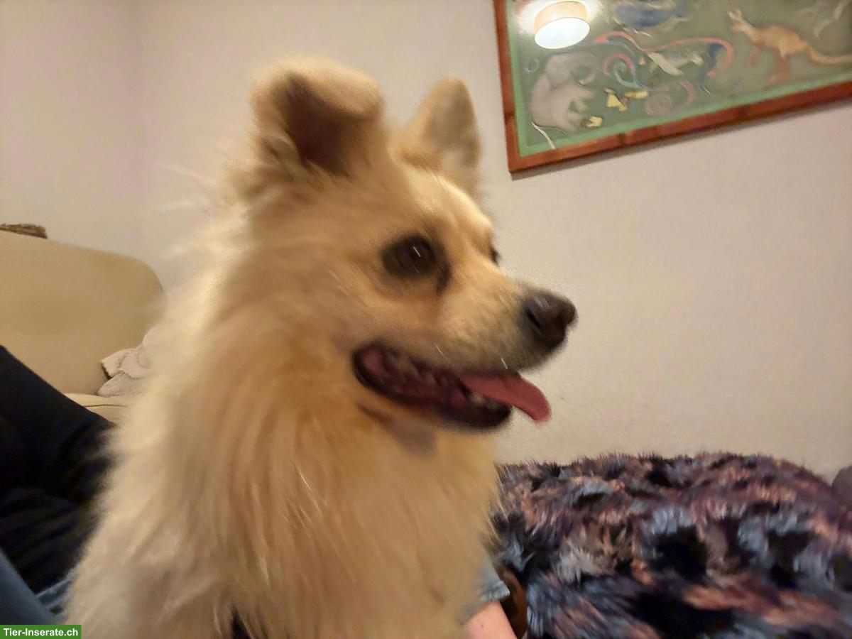 Bild 5: Nanuk, ein 2-jähriger Spitz Mix Rüde sucht sein Zuhause
