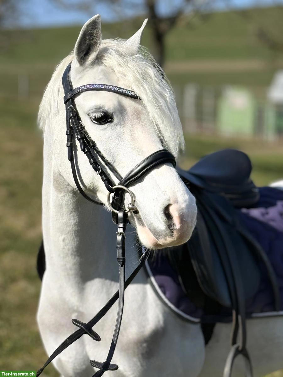 Welsh B Ponystute, 13-jährig