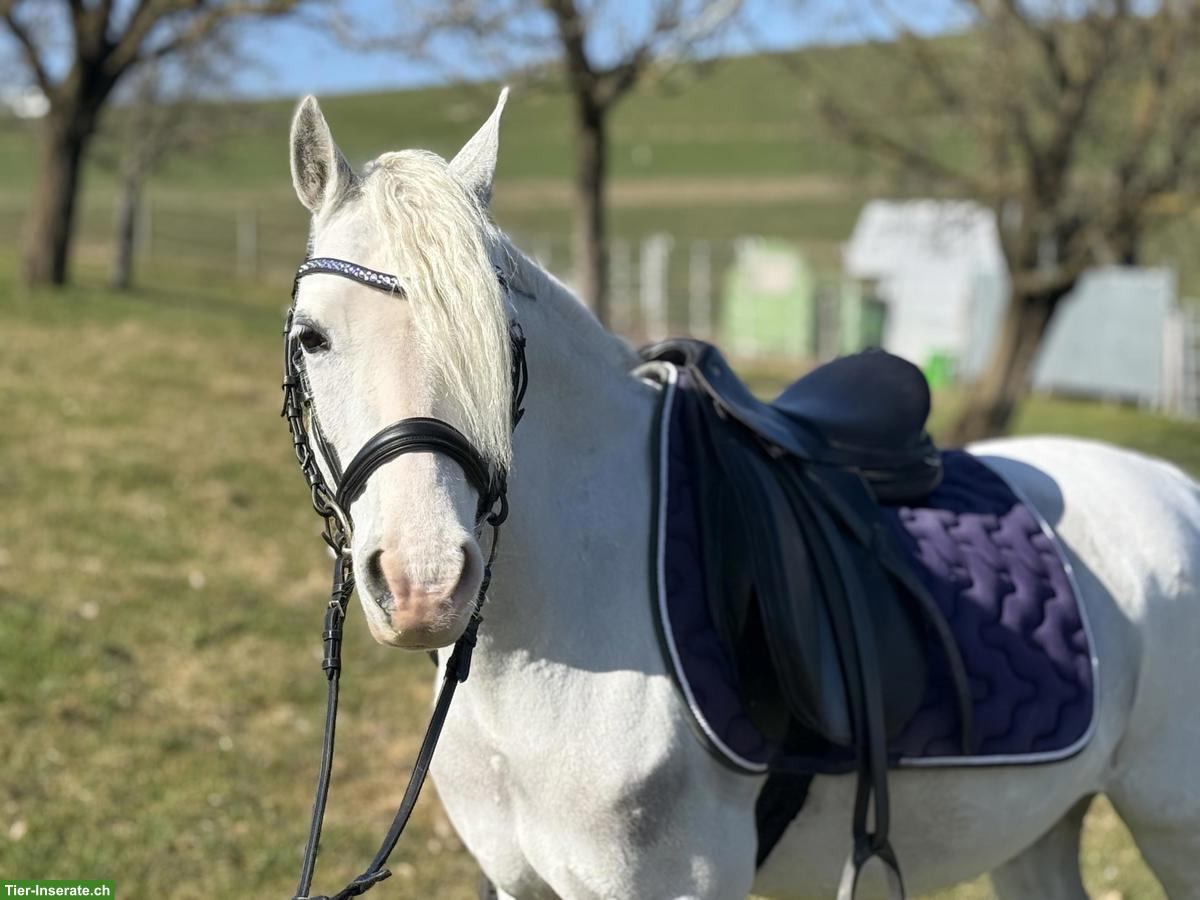 Bild 2: Welsh B Ponystute, 13-jährig