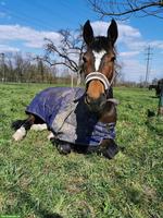 Pferd sucht Reiter, Salmsach im Thurgau