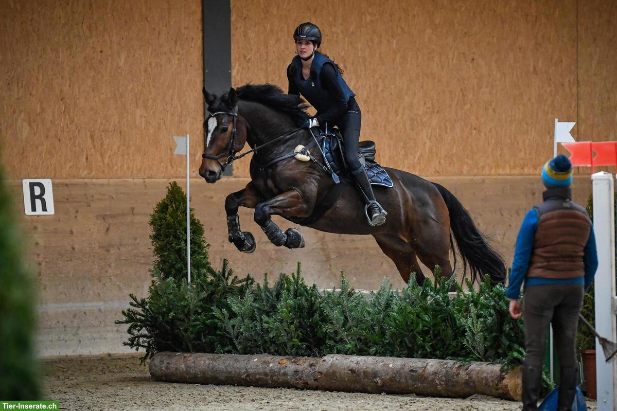 Bild 3: Pferd sucht Reiter, Salmsach im Thurgau
