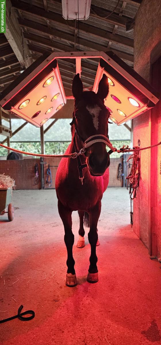 Bild 4: Pferd sucht Reiter, Salmsach im Thurgau