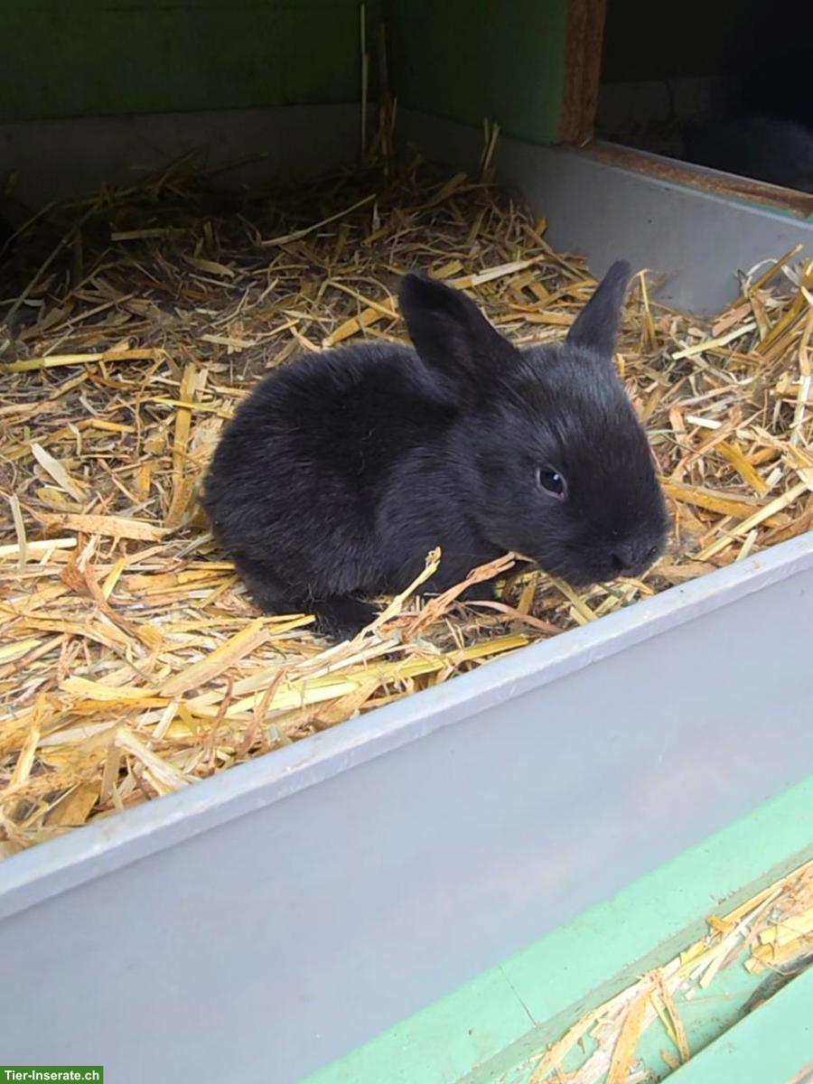 Bild 3: Junge Zwergkaninchen x Thüringer Mischling abzugeben