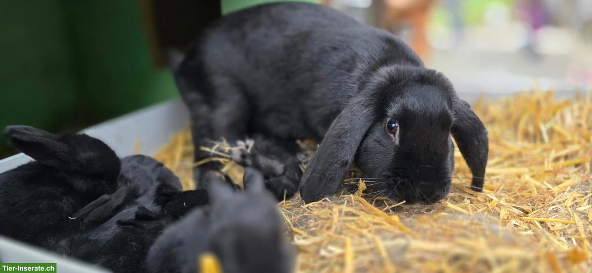 Bild 4: Junge Zwergkaninchen x Thüringer Mischling abzugeben