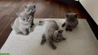 BKH Kitten in liebe, verantwortungsvolle Hände abzugeben