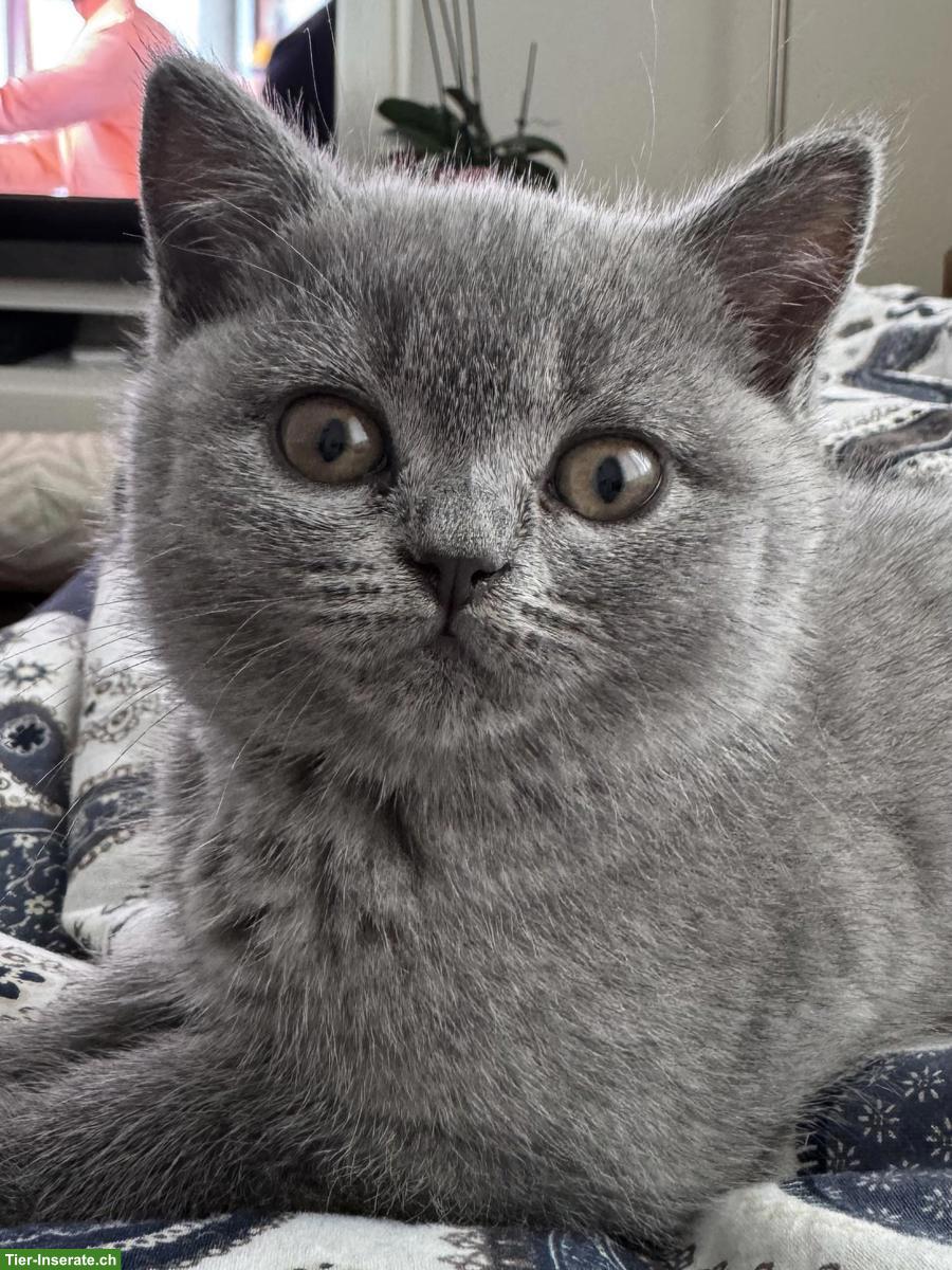 Bild 2: BKH Kitten in liebe, verantwortungsvolle Hände abzugeben