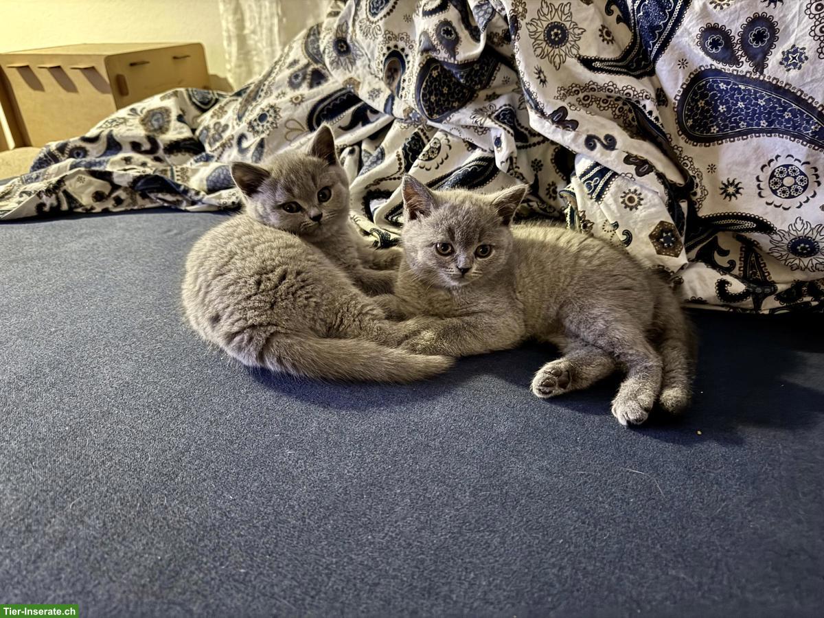 Bild 3: BKH Kitten in liebe, verantwortungsvolle Hände abzugeben