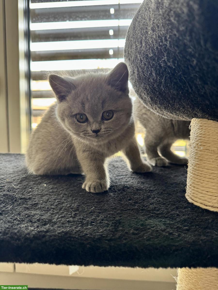 Bild 4: BKH Kitten in liebe, verantwortungsvolle Hände abzugeben