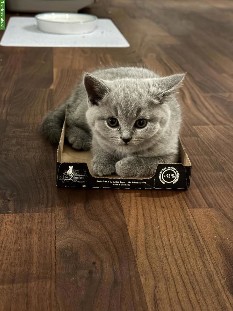 Bild 5: BKH Kitten in liebe, verantwortungsvolle Hände abzugeben