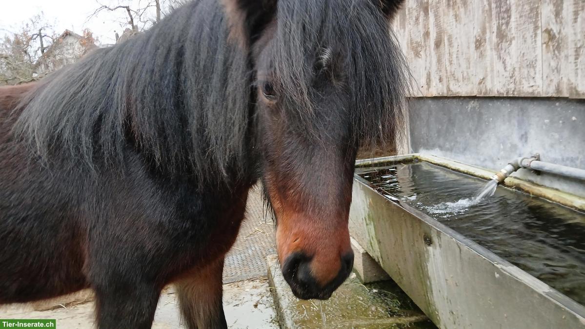 Bild 2: Fellpony Wallach, als Therapiepferd geeignet