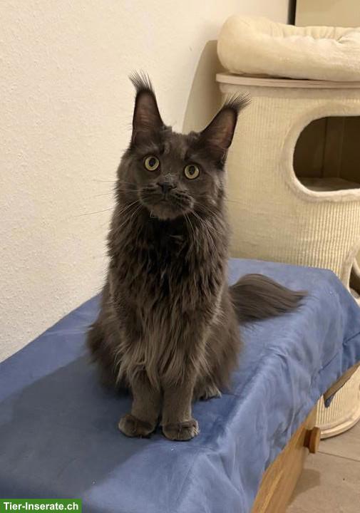 Reinrassige Maine Coon Katze sucht Lebensplatz