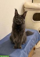 Reinrassige Maine Coon Katze sucht Lebensplatz