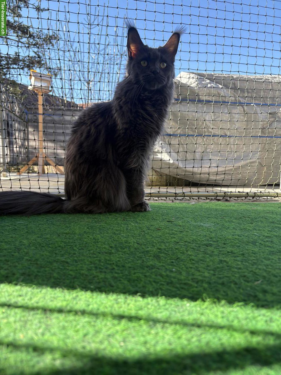 Bild 2: Reinrassige Maine Coon Katze sucht Lebensplatz