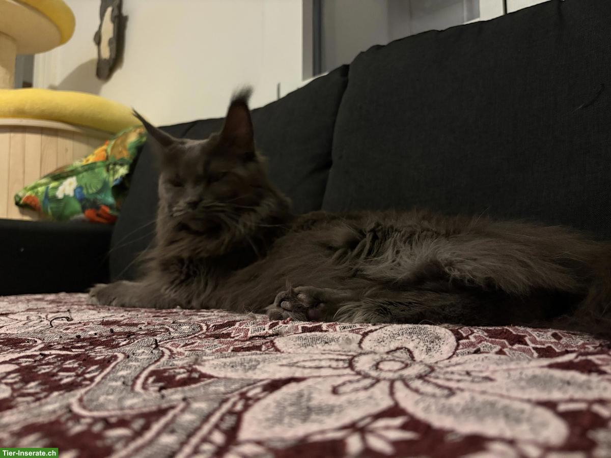 Bild 3: Reinrassige Maine Coon Katze sucht Lebensplatz