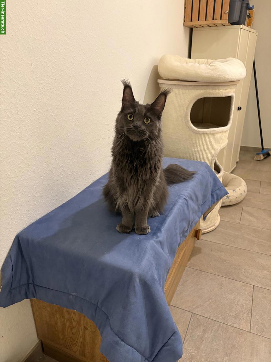 Bild 4: Reinrassige Maine Coon Katze sucht Lebensplatz