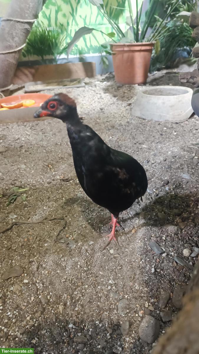 Bild 3: Junges Strausswachtel Männchen